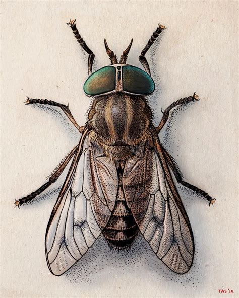 thomas shahan  twitter insect art fly drawing insect photography