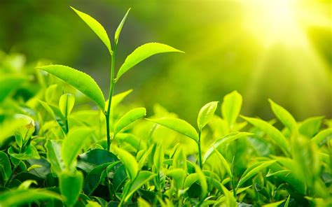 grow   green tea plant blognurserylivecom