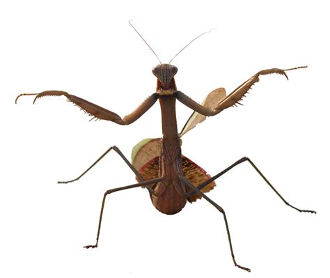 mantis png images free download