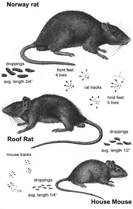 Controlling Rats And Mice Around The Farm Panhandle
