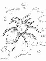 Coloring Tarantula Pages Spiders Color Print Kids Animal Spinnen Sheets Animals Back Fun sketch template