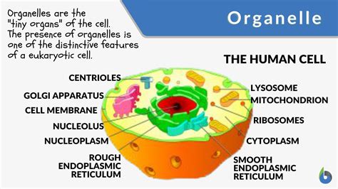 organelle definition  examples biology  dictionary