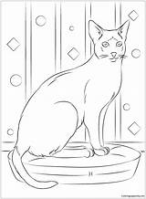 Siamese Sitting Cat Pages Coloring Color sketch template