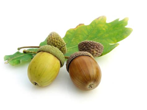 isolated acorns   stockproject  deviantart