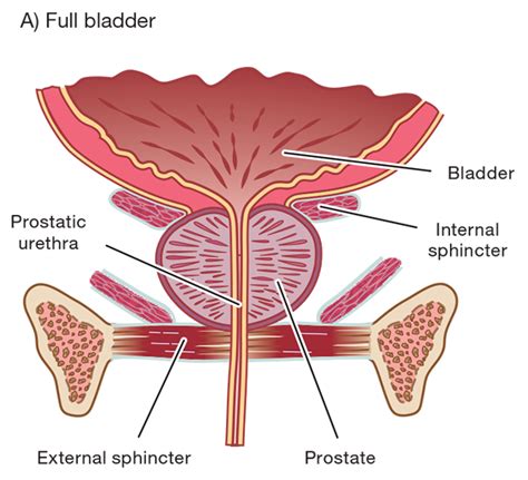 masturbation after prostatectomy black ametuer sex