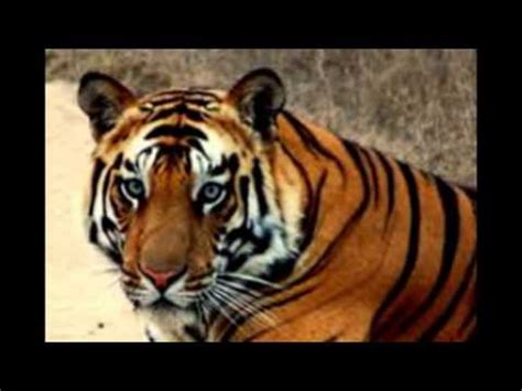 tiger   zebra youtube