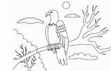 Burung Sketsa Elang Broonet Terbang Mudah Dijadikan Seringkali Sehingga Simbol Populer sketch template