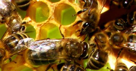 peace bee farmer drone brood comb