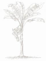 Plantain Getdrawings Drawing sketch template
