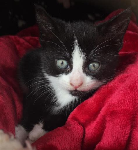 Kitten Found Dumped In Store’s Garden Section Blue Cross
