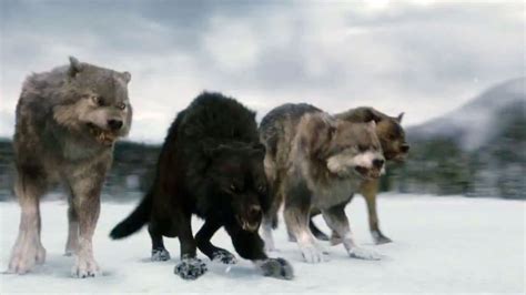 Jacob And The Pack As Wolves Jacob Edward And Bella Tease