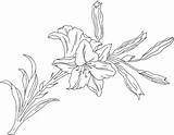 Lily Coloring Lilium Flower Supercoloring Pages Gif Printable sketch template