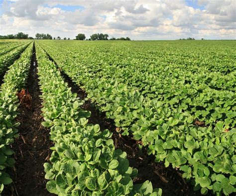 soybean farm stock image image  leaves glycine agriculture