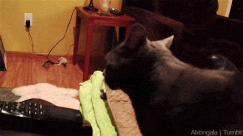 37 Hilarious Major Cat Fails That Will Make Your Day