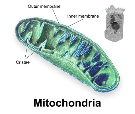 medical matins mitochondrial transfer  parents immoral