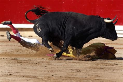 but sometimes bull wins spanish bullfighter joselillo is run over by