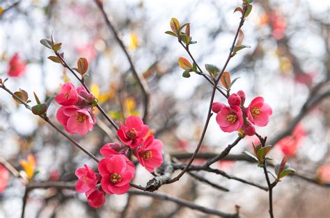 grow  care  flowering quince