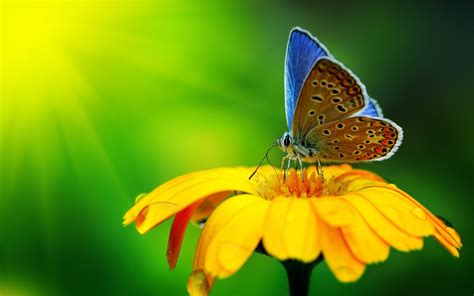 mooie vlinders achtergronden en fotos