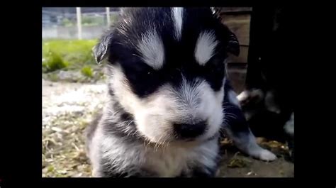 warning  siberian husky mix puppies love  talk puppy toob