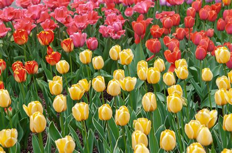 tulip plant care growing guide