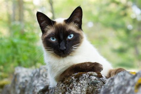 top 10 des races de chat préférées des français lelynx fr