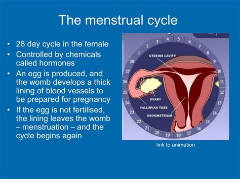 ppt the female reproductive system powerpoint presentation free