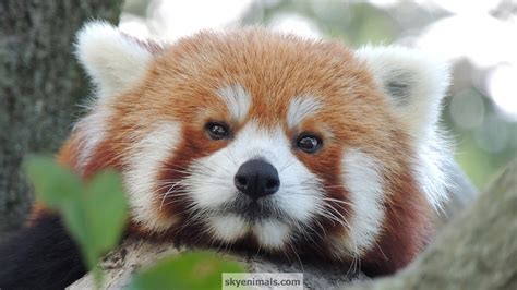 red panda wallpaper images