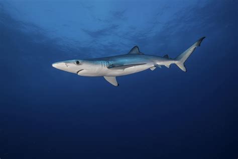 blue sharks cornish secrets