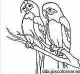 Loros Rama Cotorras Cotorra Pájaro Dibujoscolorear Relacionados sketch template