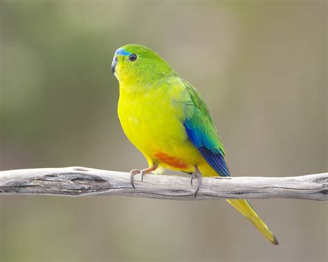 parrot picture image abyss