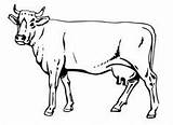 Cow Cows Meso Freecoloring Kidsplaycolor Livestock sketch template
