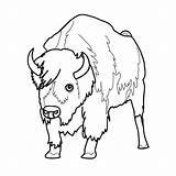 Bison Coloring Pages Bill Printable Buffalo Kids Bullet Coloriage Animaux Colorier Imprimer Nord Bills Color Getcolorings Print Dessins Animal Choose sketch template