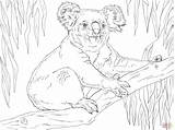 Koala Coloring Sits Koalas Branch Pages Baby Printable Ausmalbild Drawing Template Main Kids Animals Skip sketch template