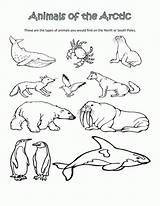 Artic Preschool Printables Tundra Coloringhome Scienze Ciencias Artico Polares Antarctic sketch template
