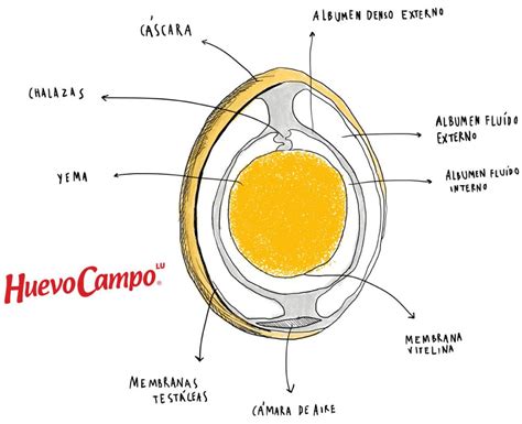 Huevo Campo El Huevo