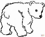 Polar Google Bear Coloring Pages Afkomstig Van Baby Color sketch template