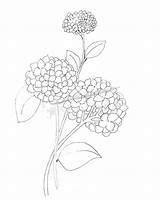Hydrangea Peonies Hydrangeas Peony Justpaintitblog Adult Tatouage Porcelaine Getdrawings sketch template