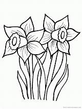 Daffodil Narzisse Ausmalbilder Daffodils Malvorlagen Narcisi Colorare Jonquilles Kvety Ausmalbild Narcis Omalovanka Jarne Narcisos Obrázky Ausdrucken Coloriages Narciso Květiny Narcisses sketch template