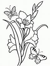 Gladiolo Gladiolus Kwiaty Kolorowanki Glaïeul Colorkid Bleuet Valles Lirio Blumen Mieczyk Kolorowanka Iris Gladiolas Coloriages Seerose Fiordaliso Tulipani Colorironline Pintar sketch template