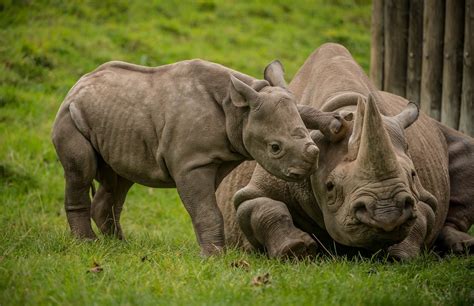 baby rhino pestering  mum        world rhino day  news