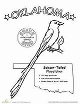Oklahoma State Worksheets Bird Grade Coloring First Pages sketch template