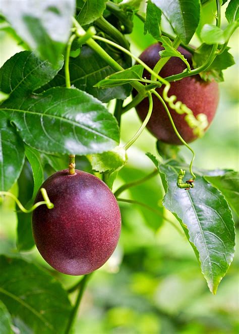 Passion Fruit Vine ‘purple Possum Passiflora Edulis Passion Fruit