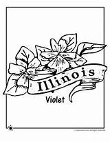 State Flower Coloring Pages Illinois Flag Flowers Homeschooling Stuff Jr Studies Social Classroom Adult sketch template