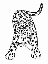 Leopard Sauvages Coloriages Colorier Pantera Animals Leopards Printablefreecoloring Drawings sketch template