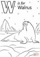 Coloring Walrus Pages Letter Printable Preschool Dot Under sketch template