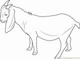 Goat Coloringpages101 sketch template