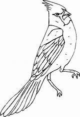 Cardinal Drawing Coloring Printable Line Bird Getdrawings sketch template