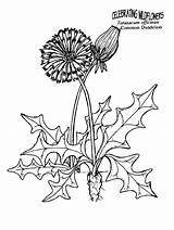 Coloring Dandelion Pages Herbs Printable Kids Colouring Weeds Color Plants Dandelions Drawing Sheets Silhouette Clip Blowing Plant Getcolorings Designlooter Getdrawings sketch template