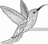 Hummingbird Colibri sketch template