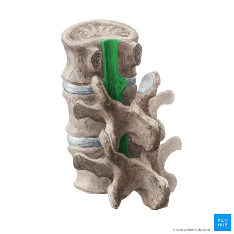 Vertebral Column Anatomy Joints And Ligaments Kenhub